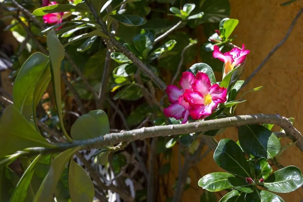 Tropical House In Downtown Cancun Villa Mexico